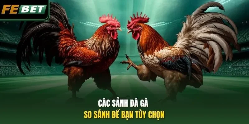 Các sảnh đá gà so sánh để bạn tùy chọn