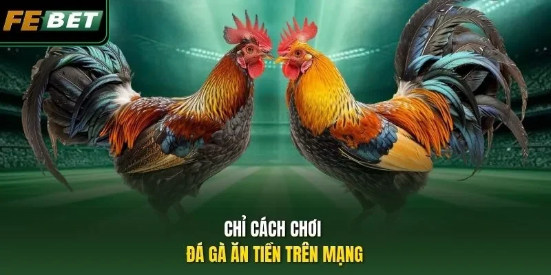 Chỉ cách chơi đá gà ăn tiền trên mạng