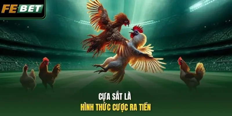 Cựa sắt là hình thức cược ra tiền