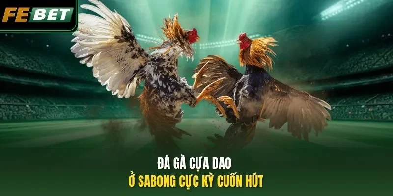 Đá gà cựa dao ở Sabong cực kỳ cuốn hút